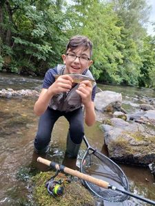 Brown Trout