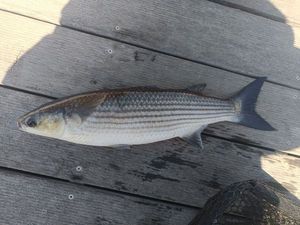 Thicklip Grey Mullet