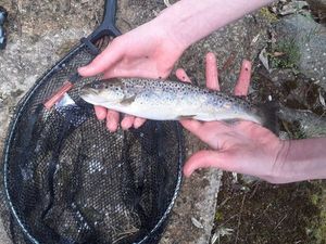 Brown Trout