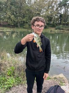 European Perch