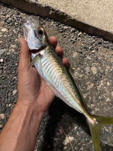 Mediterranean Horse Mackerel
