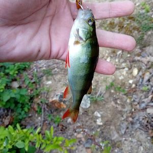 European Perch