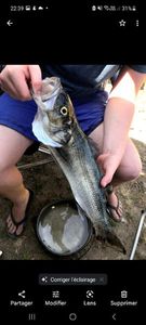 European Bass (Seabass)