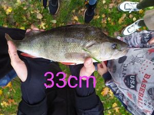 European Perch