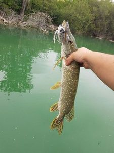 Northern Pike