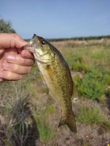 Smallmouth Bass