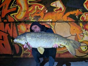 Common Carp