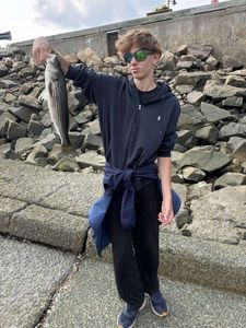 European Bass (Seabass)