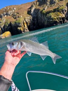 European Bass (Seabass)