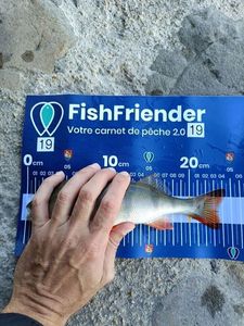 European Perch