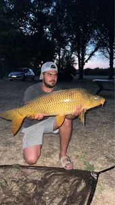 Common Carp