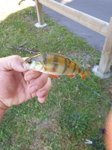 European Perch