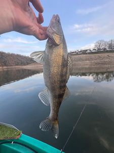 Zander