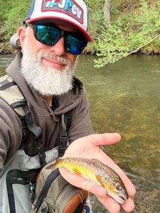 Brown Trout