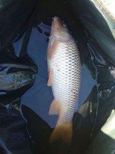 Common Carp
