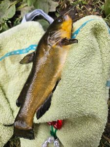 Black Bullhead