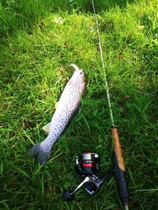 Brown Trout