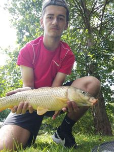 Common Carp