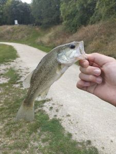 Largemouth Bass