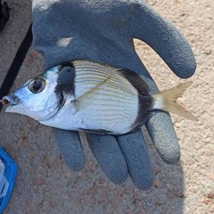 Common Two-banded Seabream