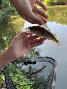 European Perch