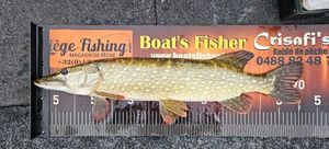 Northern Pike