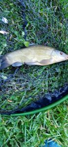 Tench