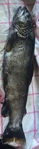 Brown Trout