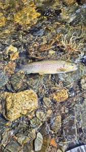 Brown Trout