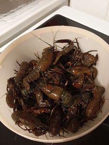 Spinycheek Crayfish
