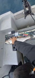 Rainbow Trout