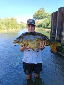 Mirror Carp