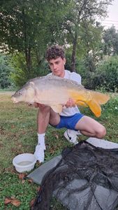Mirror Carp