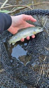 Brown Trout