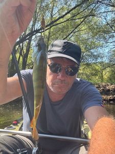 Yellow Perch