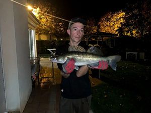 Zander