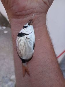 Common Two-banded Seabream