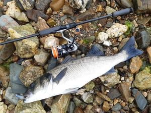 European Bass (Seabass)