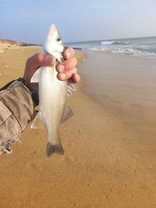 European Bass (Seabass)