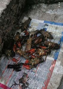 Spinycheek Crayfish