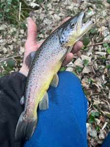 Brown Trout