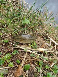 Largemouth Bass