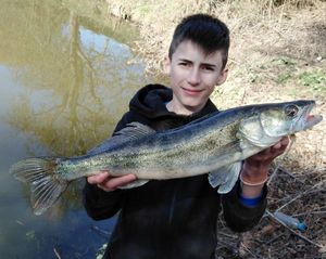 Zander