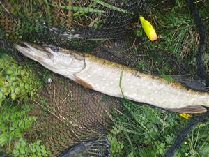 Northern Pike