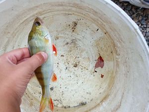 European Perch
