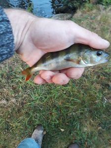 European Perch
