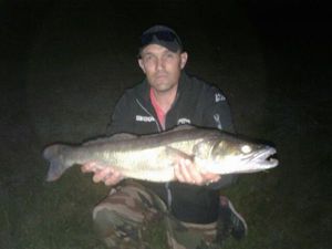 Zander