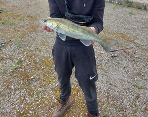 Zander