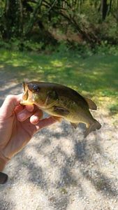 Largemouth Bass