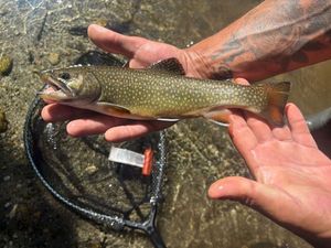 Brook Trout